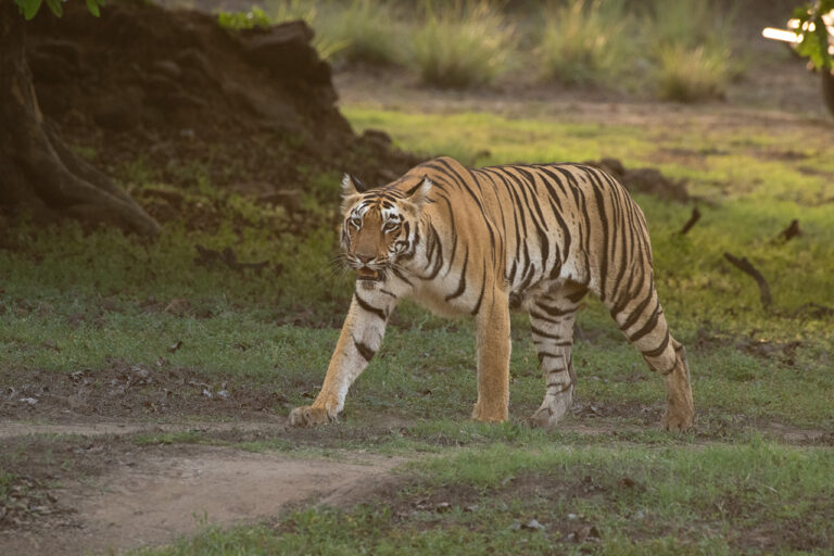 Tadoba Weekend Tour Packages