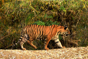 Discover the Best Safari Zones in Tadoba Andhari Tiger Reserve