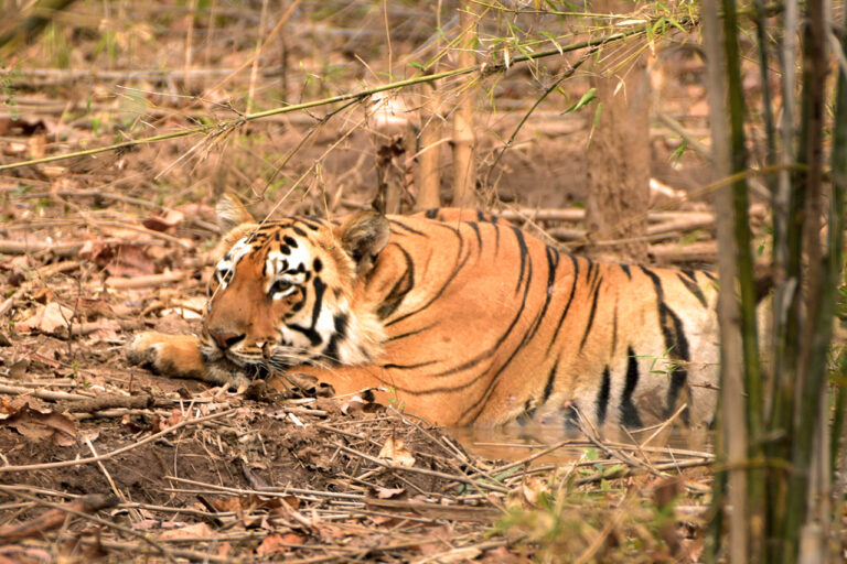 Tadoba Safari Tour Package