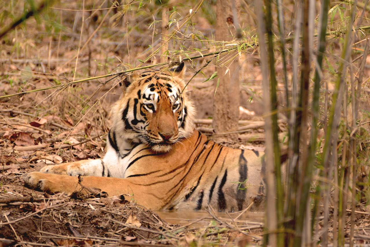 The Tadoba Tiger Trail Package