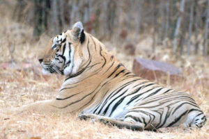 Tadoba tour packages from Mumbai