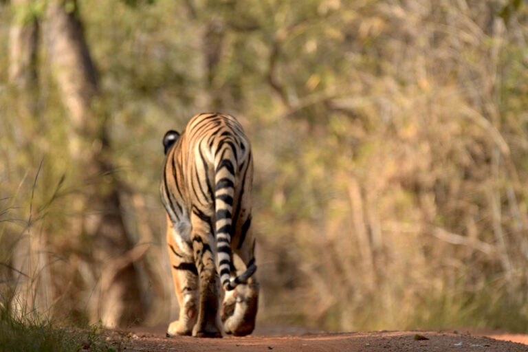 Tadoba Packages the Land of Taru