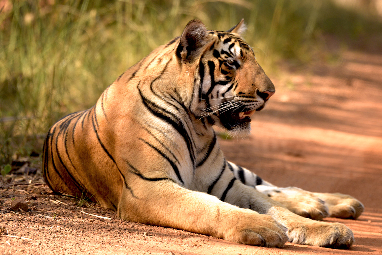 Singh Estate Resort | Best Resort in Tadoba Tadoba safari entry gates