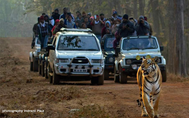 Tiger Reserves and Wildlife Safaris in Maharashtra