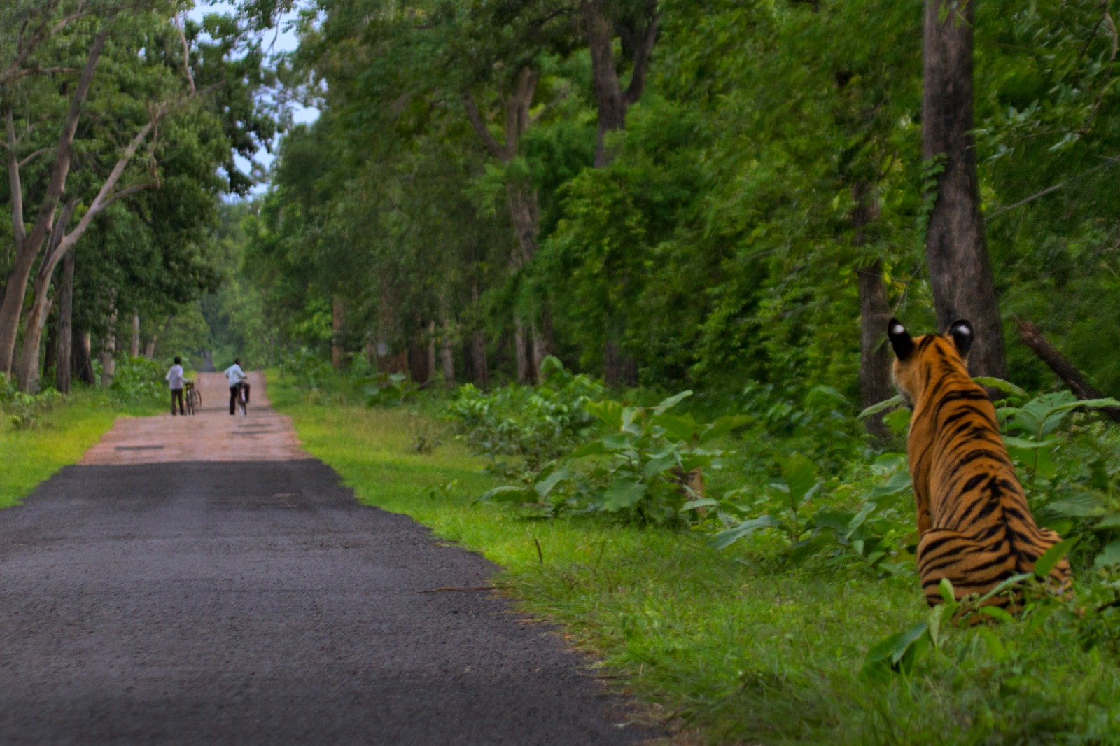 Tadoba National Park – Complete Travel Guide