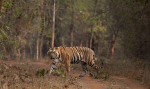 Tadoba Jungle Safari online booking